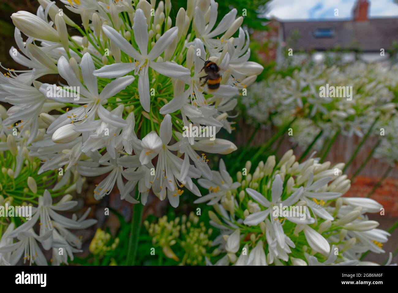 Blick auf Bee landete auf Agapanthus Stockfoto