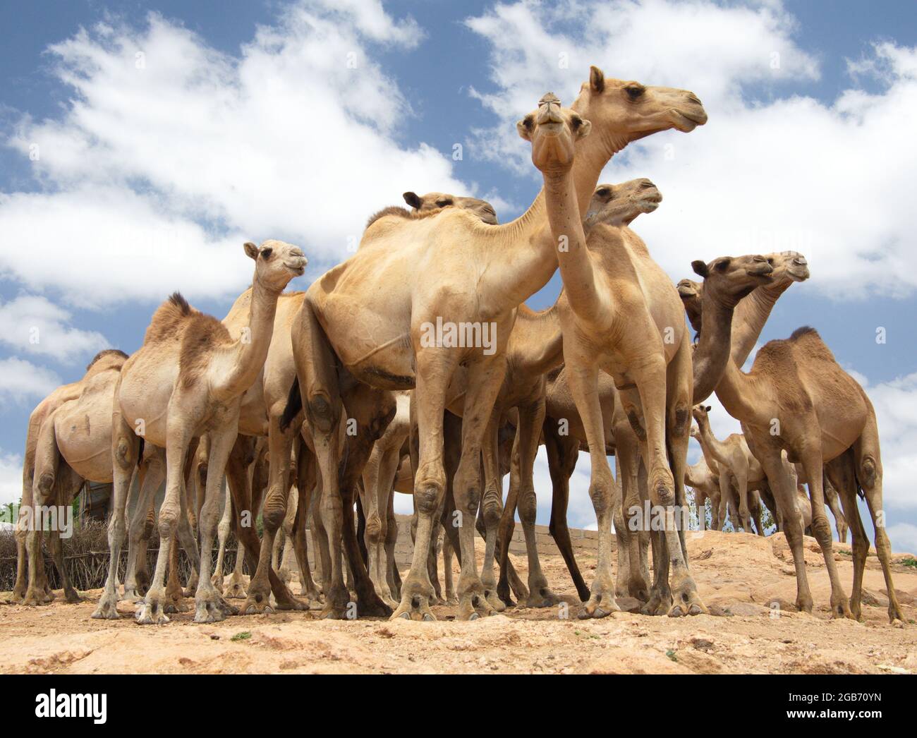 Nahaufnahme der Kamelgruppe vor blauem Himmel auf dem Babile Kamelmarkt Harar, Äthiopien. Stockfoto