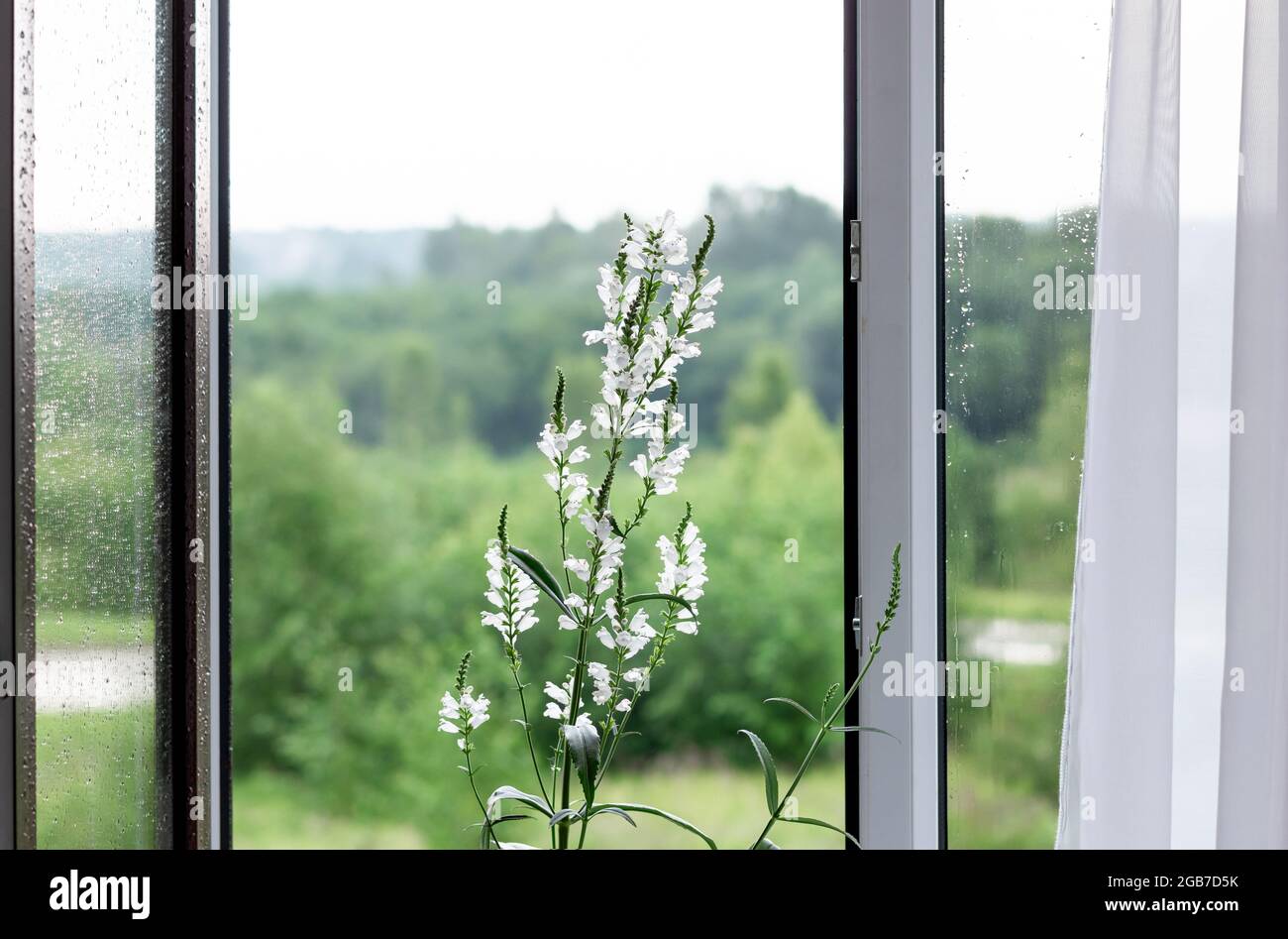 Blühende Pflanze Physostegia virginiana alba. Offenes Fenster mit Tropfen auf Glas. Speicherplatz kopieren. Stockfoto