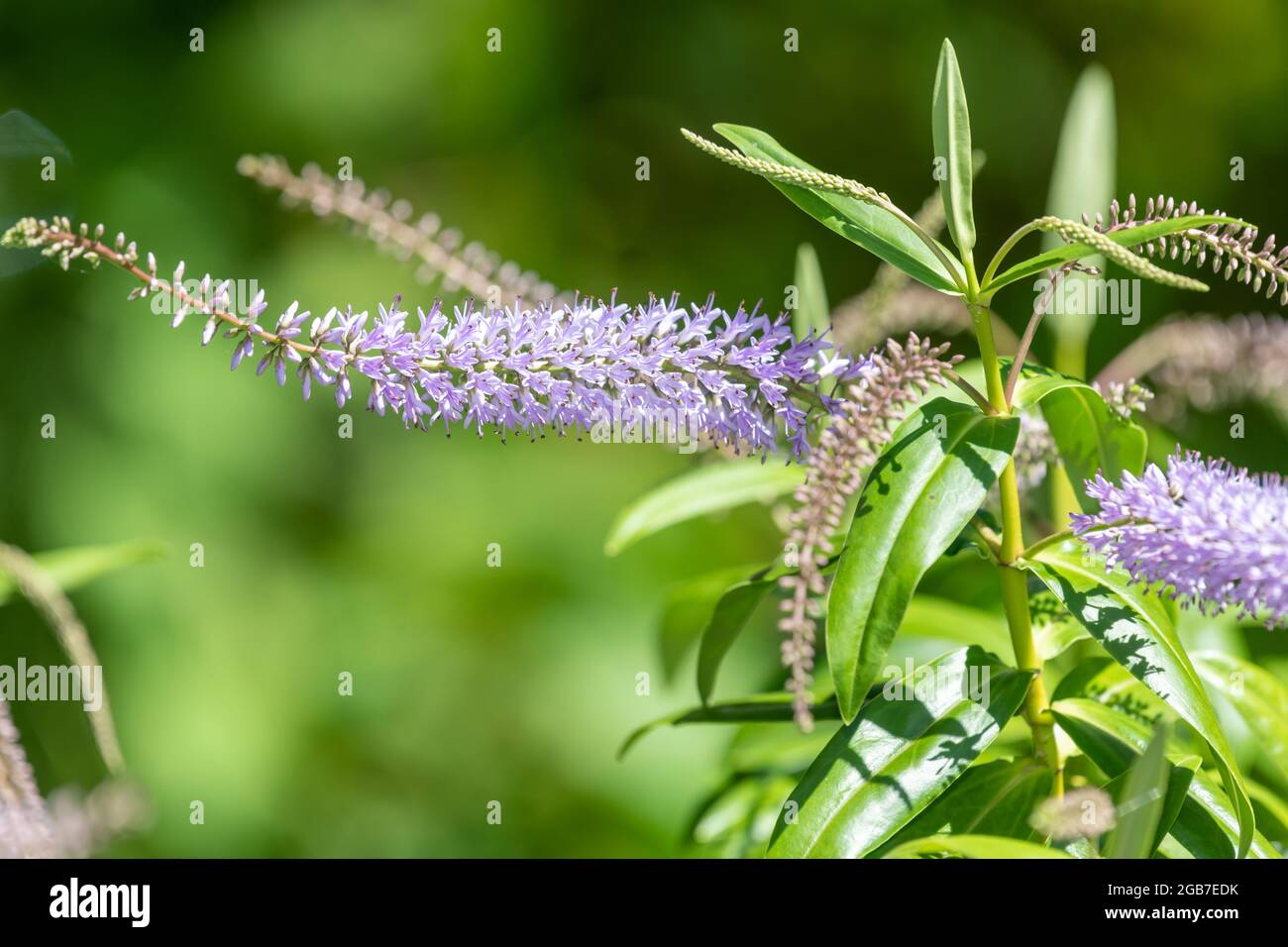 Nahaufnahme von Blumen auf einer Weidenblatt-hebe-Pflanze (veronica  salicifolia Stockfotografie - Alamy