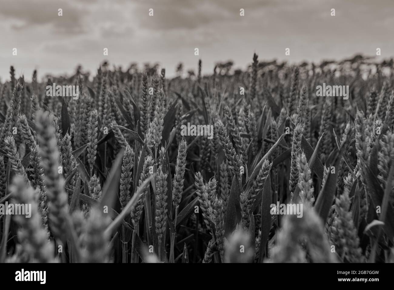 Weizen wächst in einem East Hertfordshire Feld, bereit für seine Juli Ernte Stockfoto