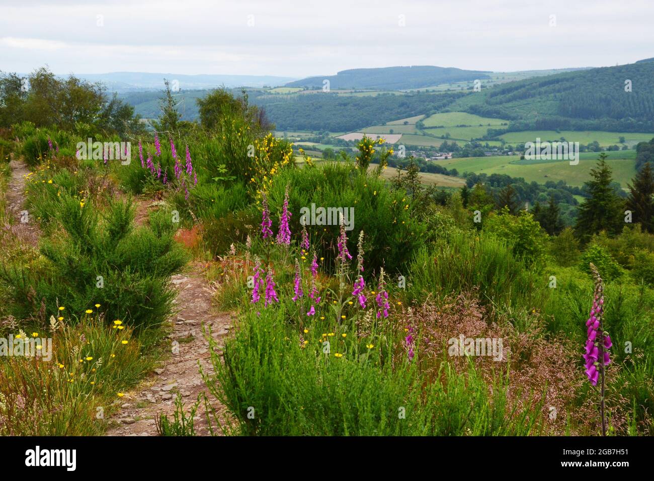 Begraben Sie Graben Hill Fort, auf Sunnyhill, zwischen den Shropshire Hills, in der Nähe von Clun, Shropshire, Großbritannien Stockfoto