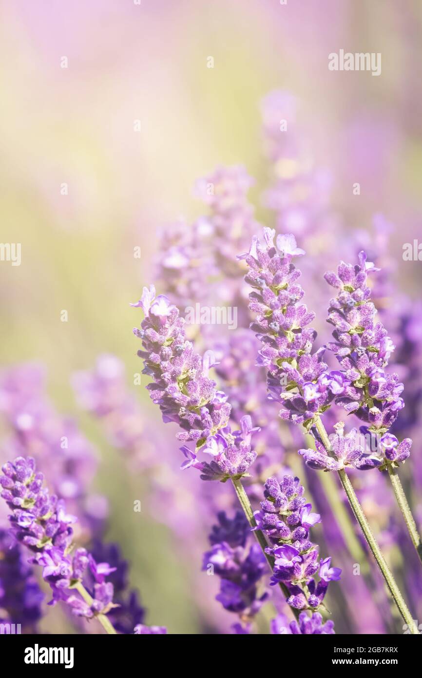 Weicher Fokus auf Lavendelblüten Wiese, schönen Sommer Natur Hintergrund. Selektiver Fokus Stockfoto