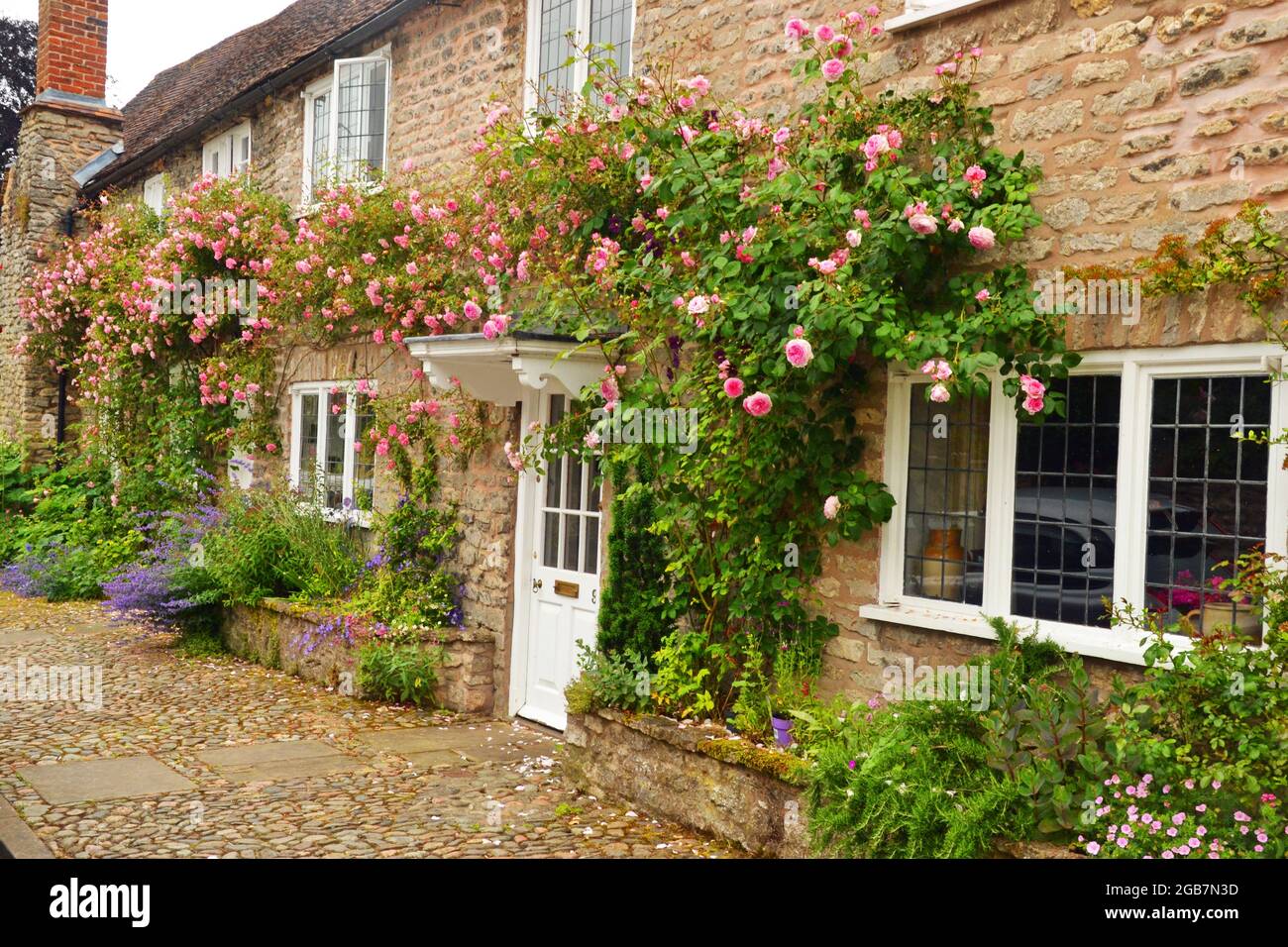 Wenlock Roses Climbing rose at house -Fotos und -Bildmaterial in hoher Auflösung – Alamy