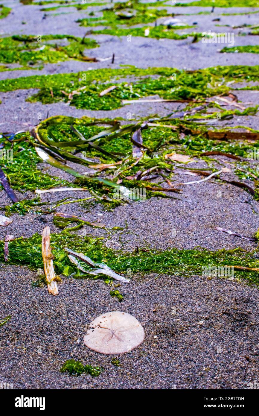 Ein Sanddollar und Algen am Strand im puget Sound Stockfoto