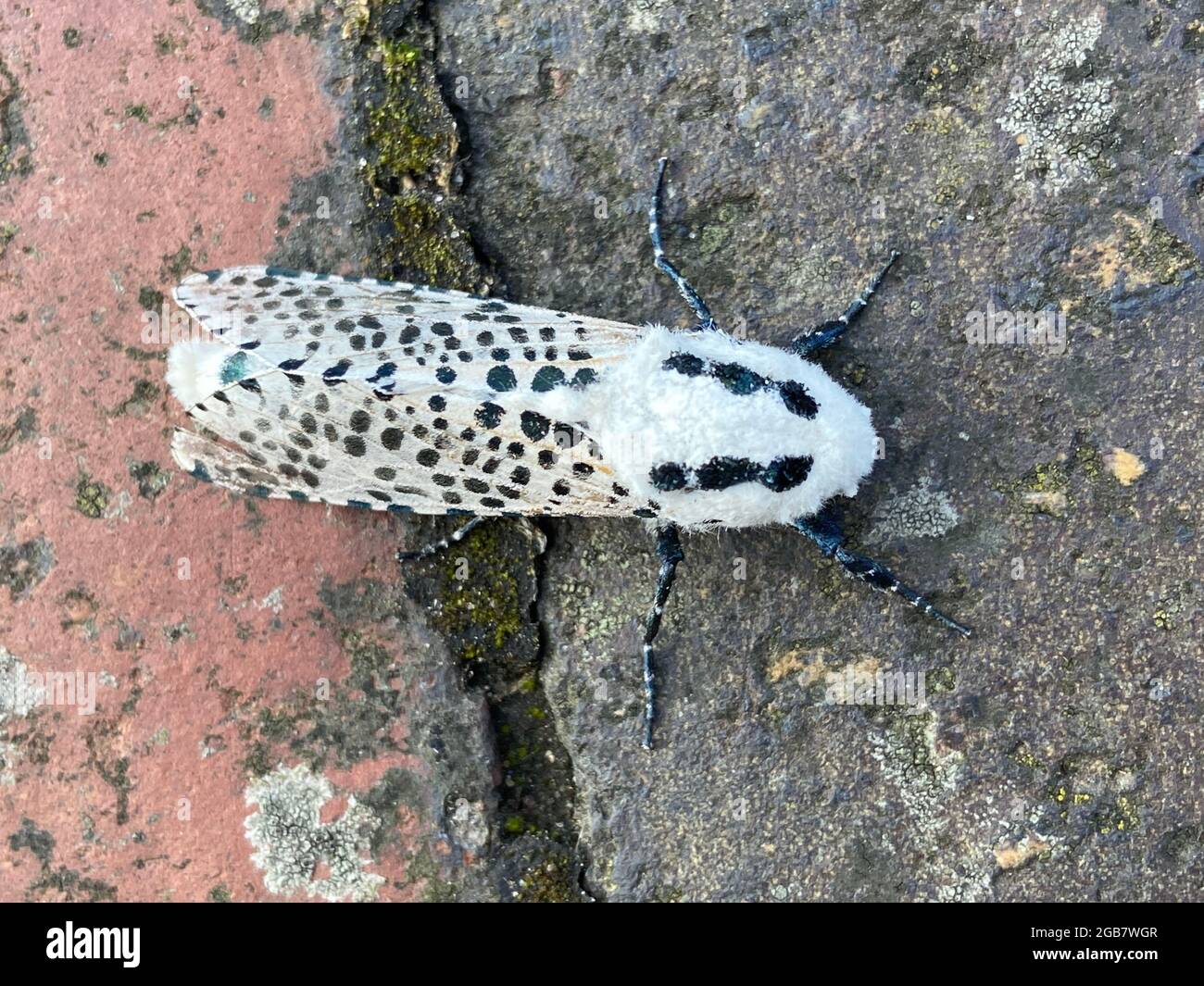 Leopardenmotte (Zeuzera pyrina) im Profil. leopardenmotte oder Holzleopardmotte i s auffällige und ungewöhnliche weiße Motte mit schwarzen Flecken, in der Familie Cossid Stockfoto