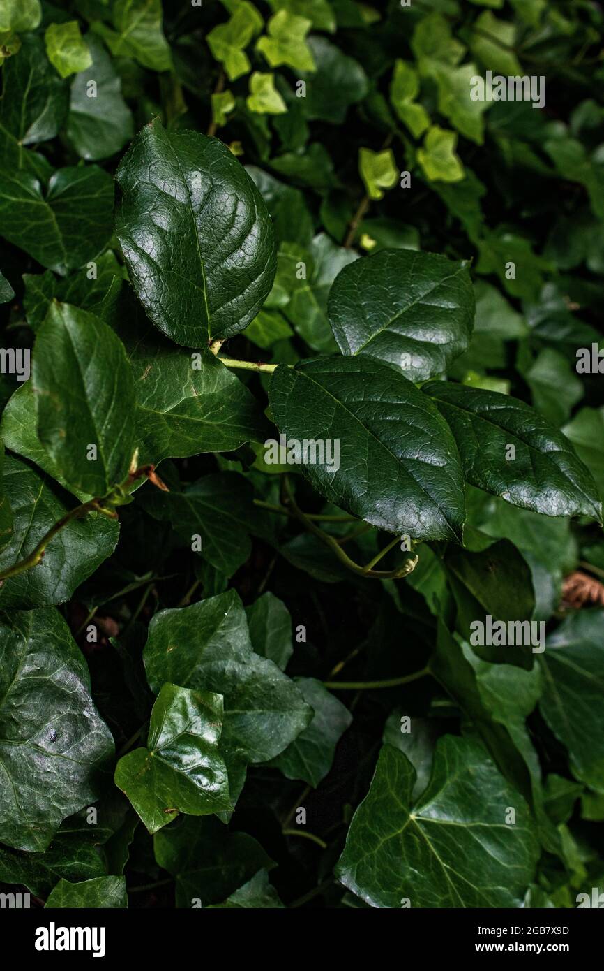 Nahaufnahme von tiefgrünen Blättern Stockfoto