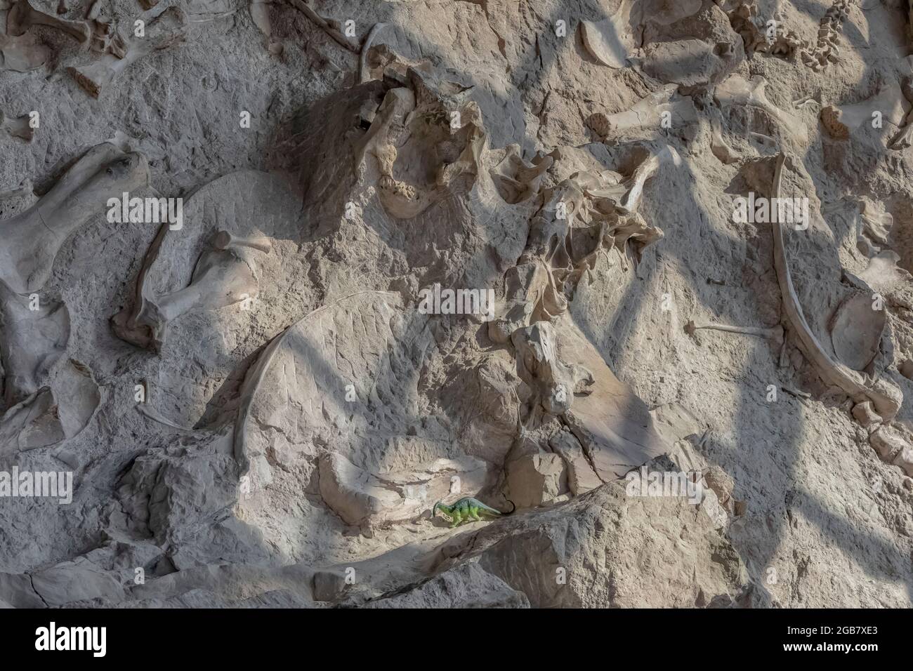 Jemand mit Sinn für Humor stellte einen winzigen Spielzeug-Dinosaurier auf die riesige Ausstellung fossiler Knochen in der Steinbruch-Ausstellung Hall of Dinosaur National Monument Stockfoto