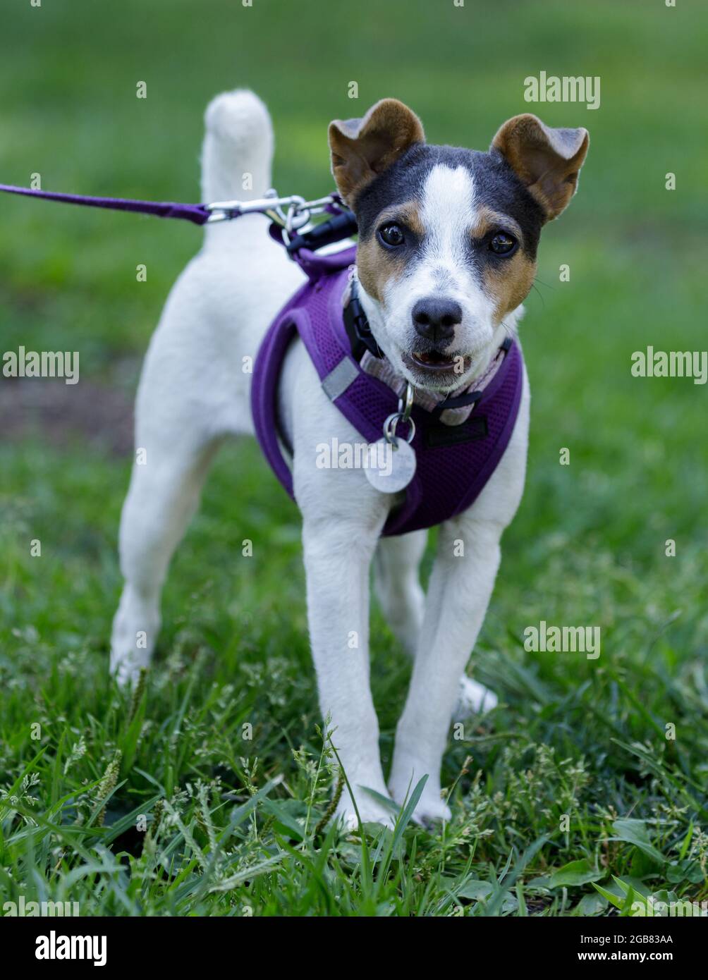 5 Monate alte Hündin Jack Russell Terrier Welpen Kamera schüchtern und bellend. Stockfoto