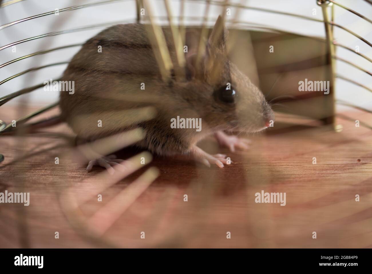 Den Helder, Niederlande. Juli 2021. Eine Maus in einer tierfreundlichen Mausefalle. Hochwertige Fotos Stockfoto