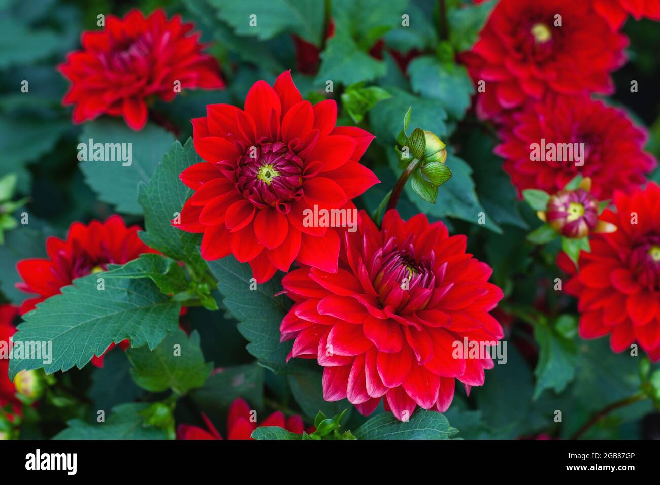 Dahlia pinnata rote Blumen im Herbstgarten, Stock Foto Stockfoto