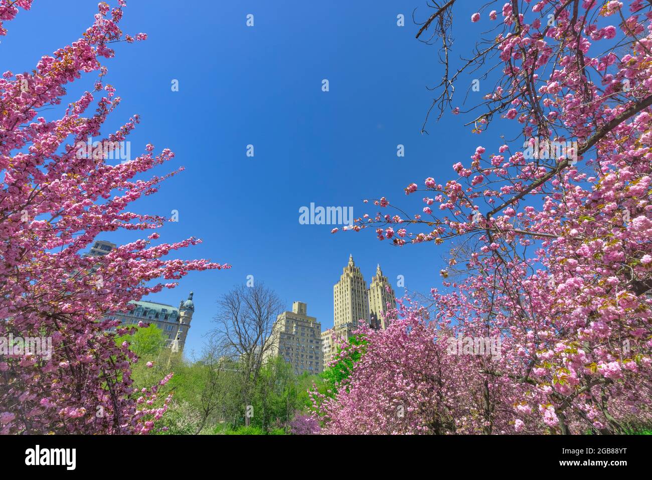 Kirschblüten in voller Blüte im Central Park inmitten der Pandemie von NYC Stockfoto