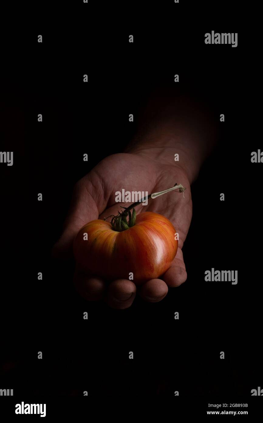 Die Hand einer Bauernausstellung mit roten Tomaten auf schwarzem Hintergrund. Die Bio-Tomaten Stockfoto