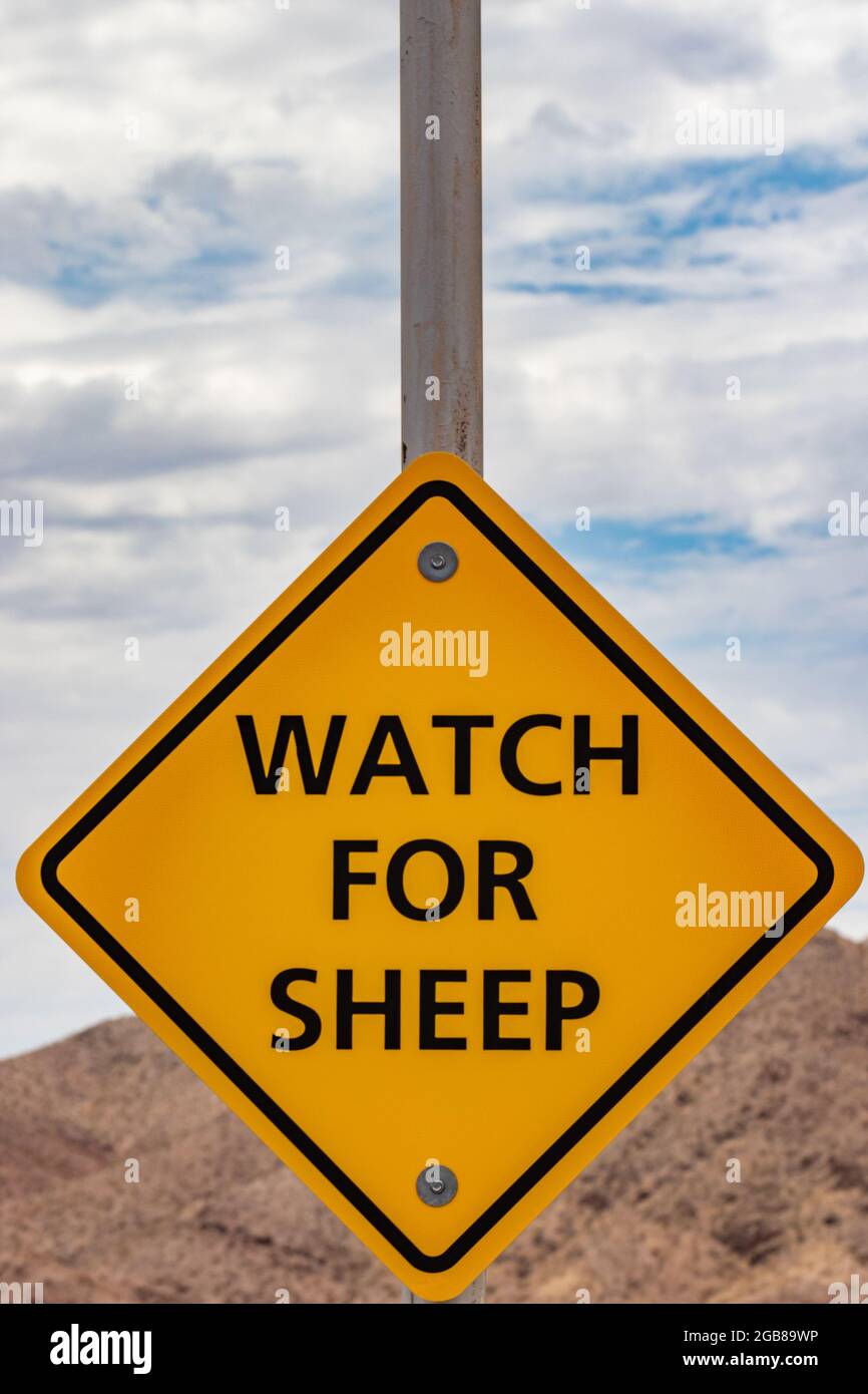 Gelbes Straßenschild zur Beobachtung von Schafen Stockfoto