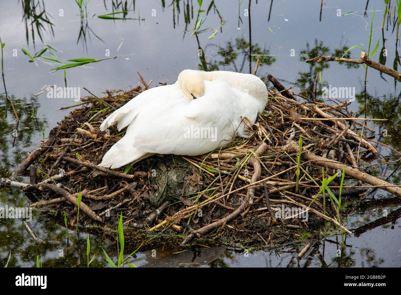 schwan am Nest im de Horsten Park in Holland Stockfoto