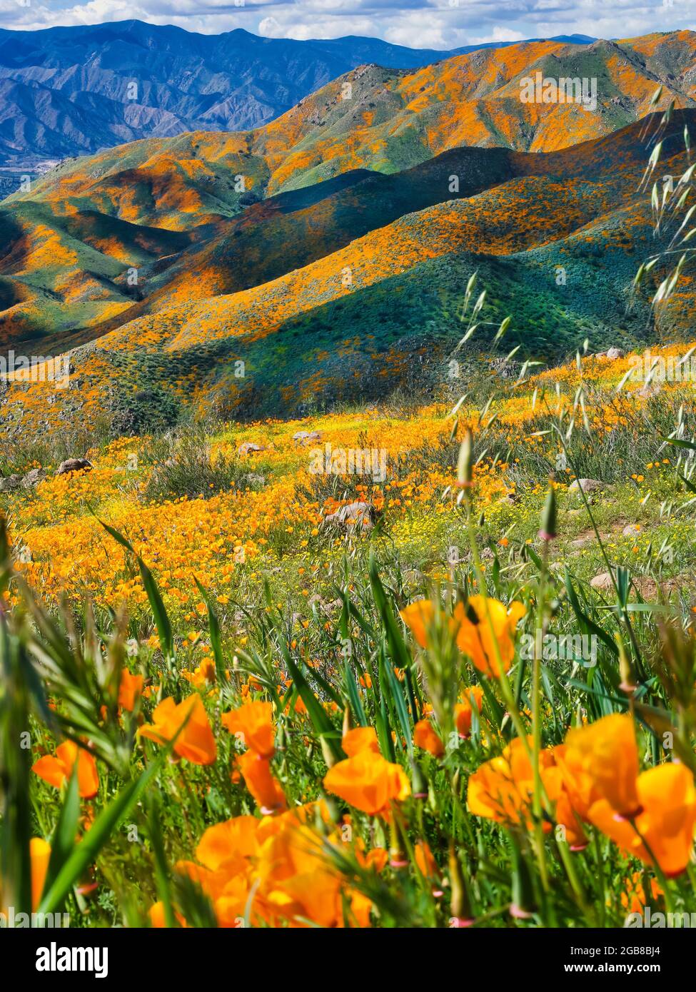 California Wildflower Super Bloom, Eschschscholzia californica, Lake Elsinore, Flussuhrgebiet Kalifornien, USA Stockfoto