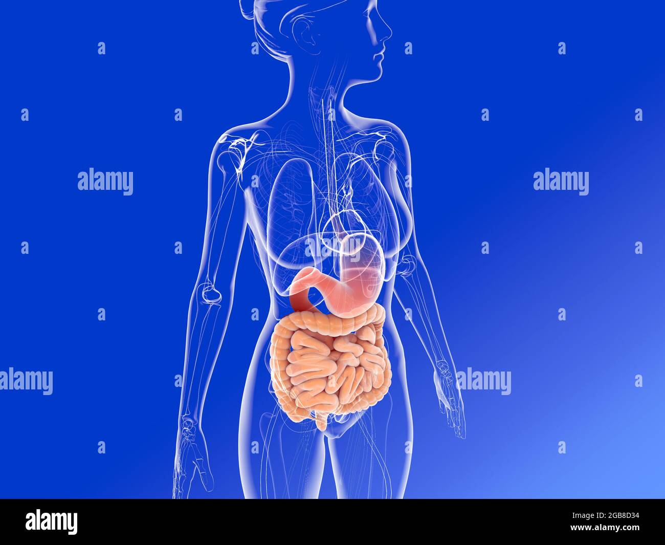 Innere Organe Der Frau Bild www.alamy.de