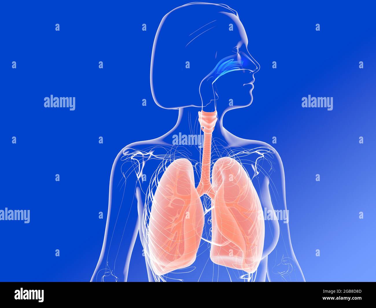 3d Darstellung Der Innenseite Der Nase Der Lunge Und Der Bronchien Ent Einer Weiblichen Figur Transparentes Bild Auf Blauem Hintergrund Seitenansicht Stockfotografie Alamy