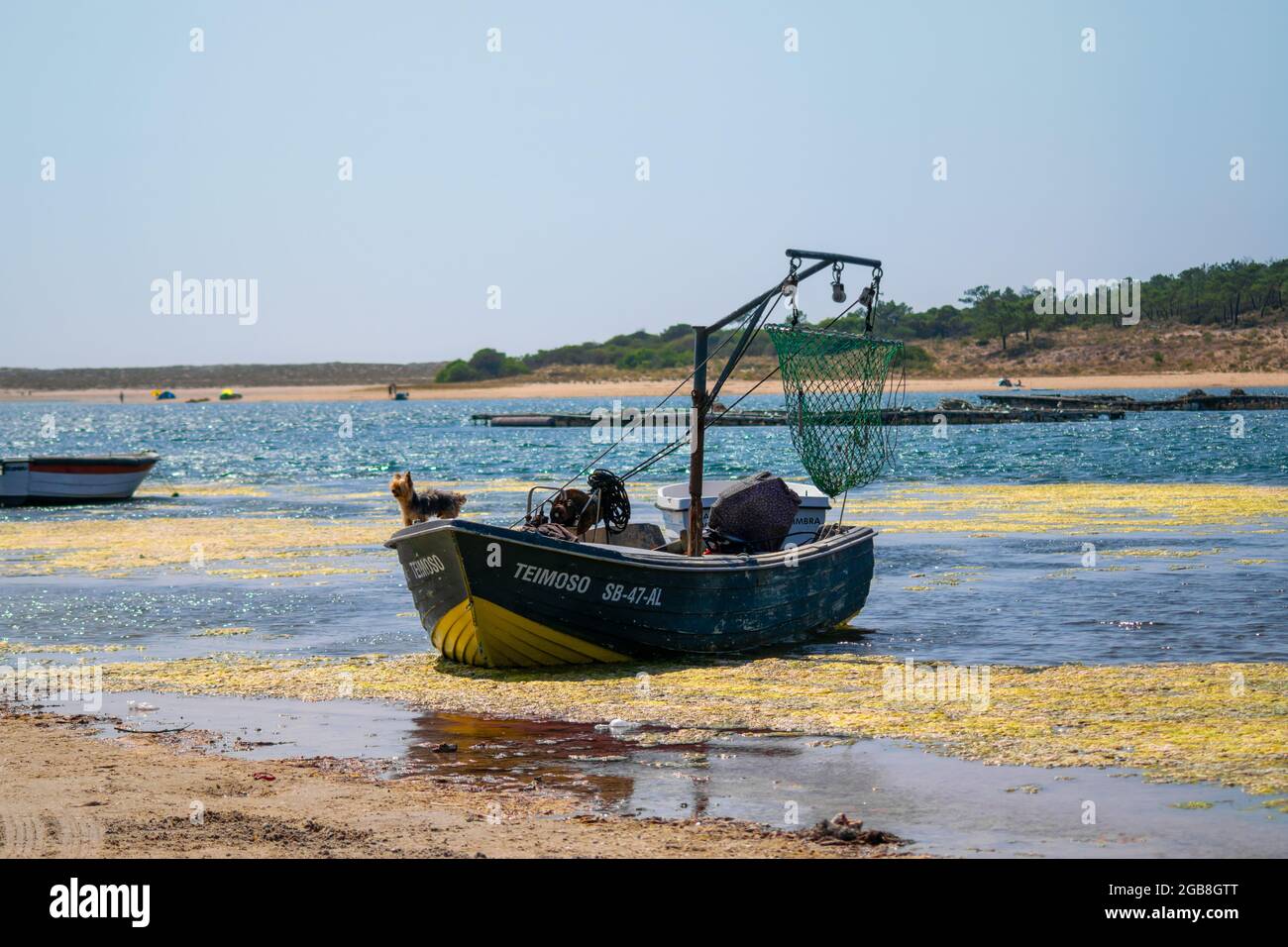 Hunde bei Arbeitsaktivitäten, kleiner Hund in einem Fischerboot, blaues und gelbes Boot. Treuer Hund comanding Fischerboot, Tier auf Arbeitstätigkeiten. Stockfoto