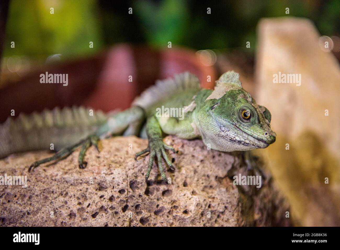 16. Juli 2021, Nyiregyhaza, Ungarn: Ein männlicher grüner Basilisk, der im Tierpark Nyiregyhaza gesehen wird.der Nyiregyhaza Zoo (Nyiregyhazi Allatpark und Tierpark von Nyiregyhaza, auch bekannt als Sosto Zoo) liegt in einem natürlichen, fast unberührten Birkenwald im Nordosten Ungarns, neben der Stadt Nyiregyhaza. Der Nyiregyhaza Zoo befindet sich etwa fünf Kilometer vom Sosto Resort entfernt, wo sich die Menschen mit einem Strandbad, einem Dorfmuseum und einem Park entspannen können. Auf dem 30 Hektar großen Gelände des Zoos befinden sich die Besucher auf Kontinenten, so dass einer, der hineinkommt, auf ihnen spazieren gehen kann, um zu beobachten, wie die Tiere leben Stockfoto