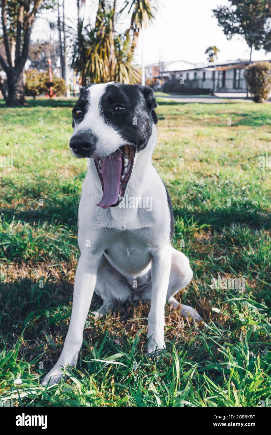 Weißer Hund mit schwarzen Flecken, der auf dem Gras sitzt und seinen Mund  öffnet. PET-Konzept Stockfotografie - Alamy