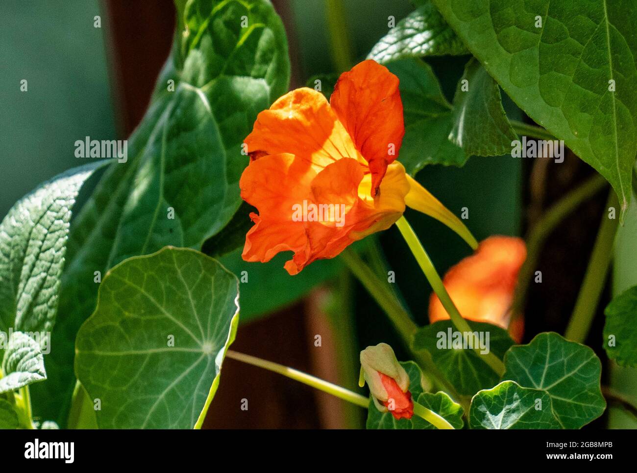 Oranges Kapuzinerkresse in den Nachmittagsschatten Stockfoto