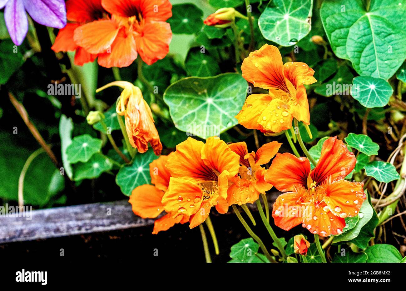 Oranges Kapuzinerkresse in den Nachmittagsschatten Stockfoto
