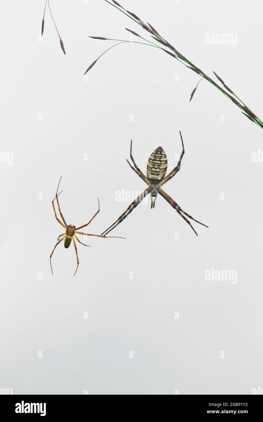 Wespenspinne (Argiope bruennichi), männlich und weiblich, Emsland, Niedersachsen, Deutschland Stockfoto