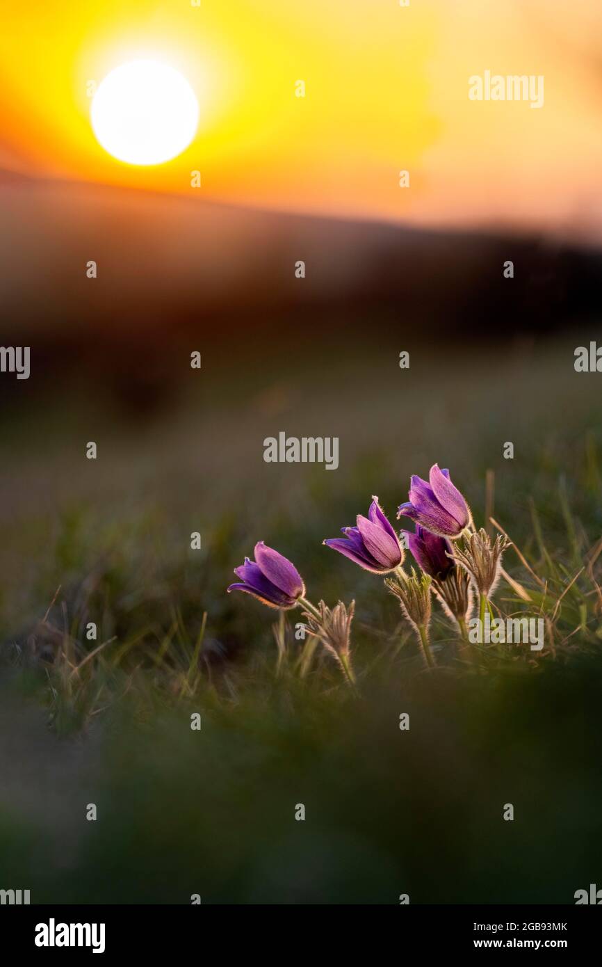 Pasque-Blume (Pulsatilla vulgaris) bei Sonnenuntergang, Eifel NP, Deutschland Stockfoto