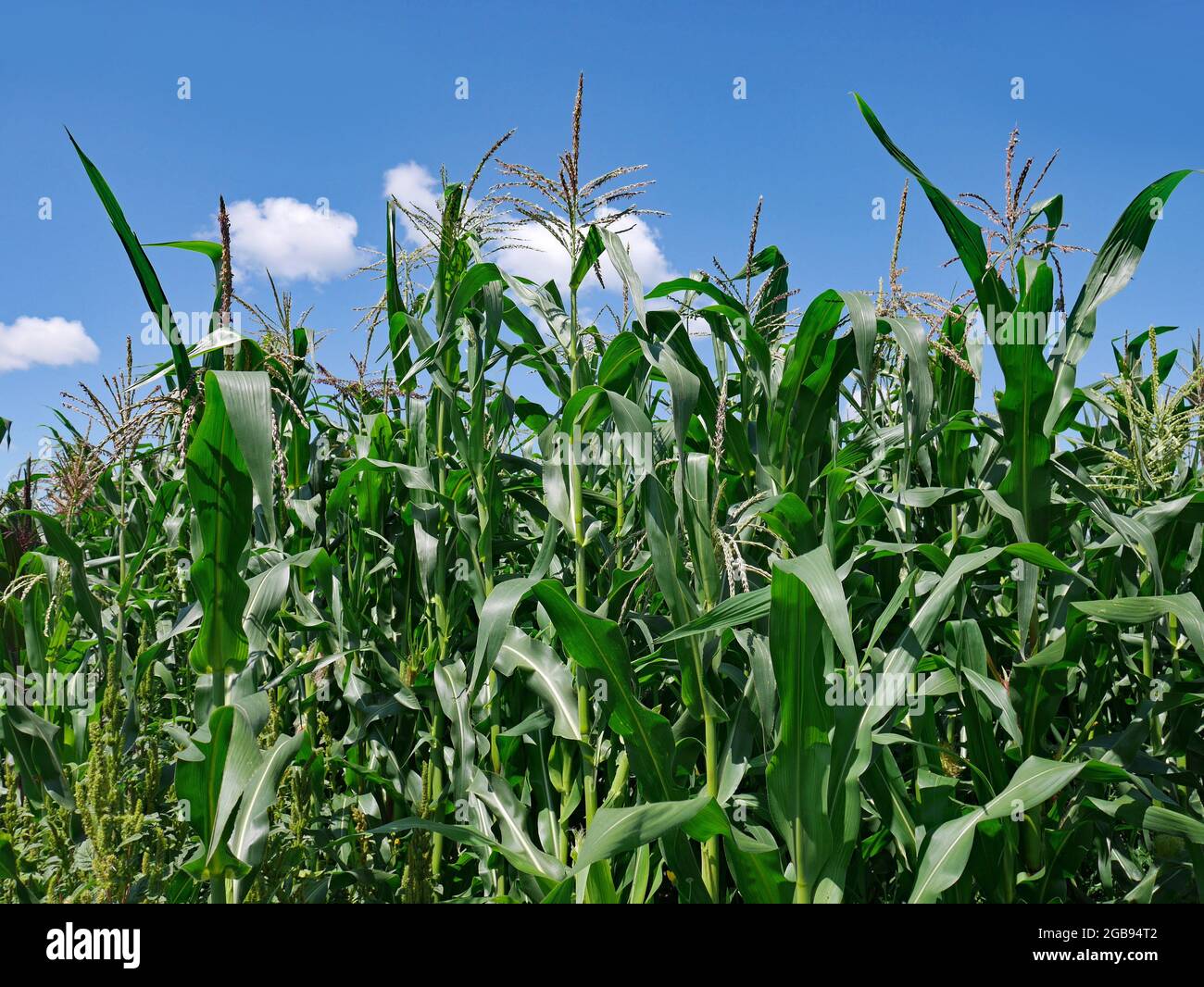 Nahaufnahme von Pflanzen in einem Maisfeld Stockfoto