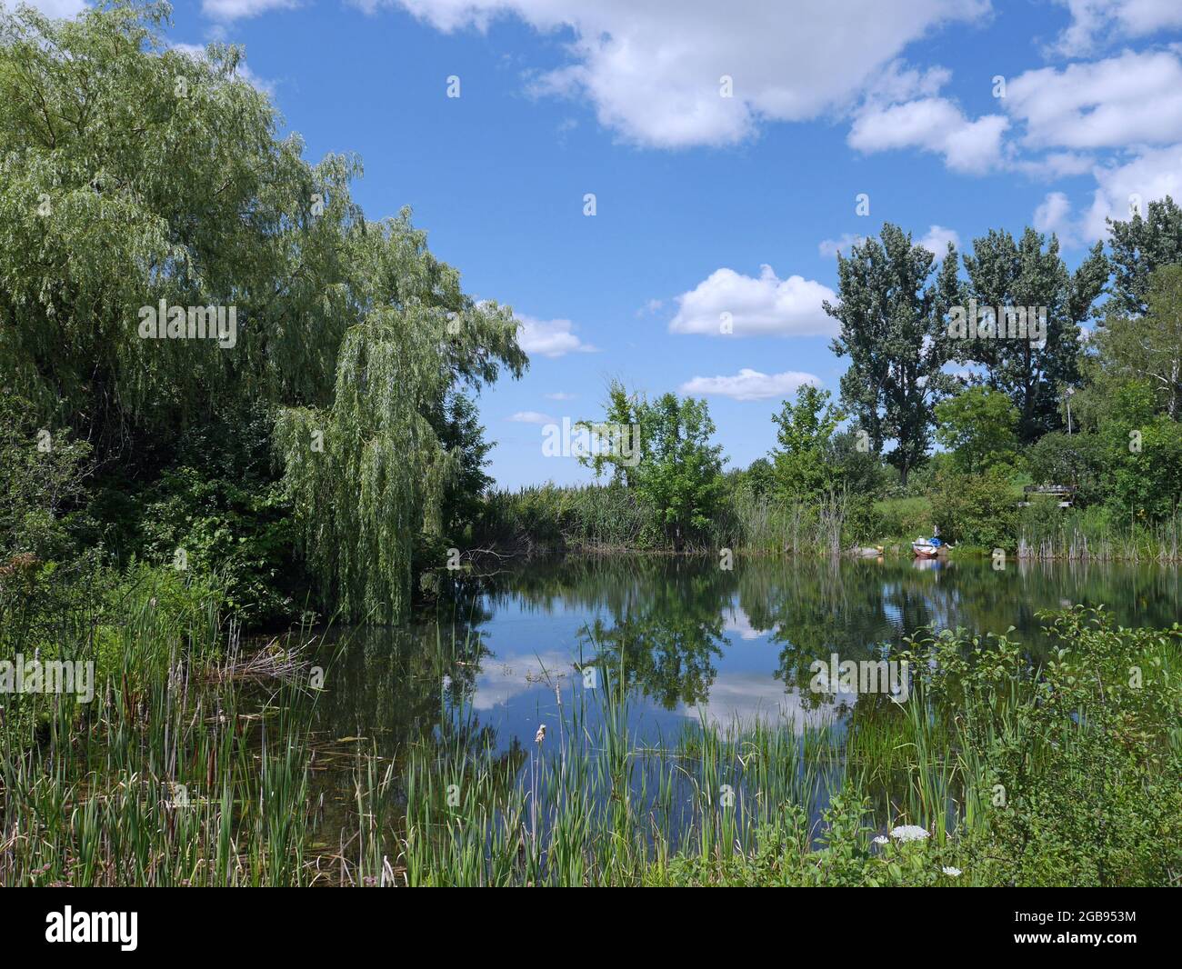 weidenbaum und Bullrushes umgeben einen ruhigen Teich, der den Himmel reflektiert Stockfoto