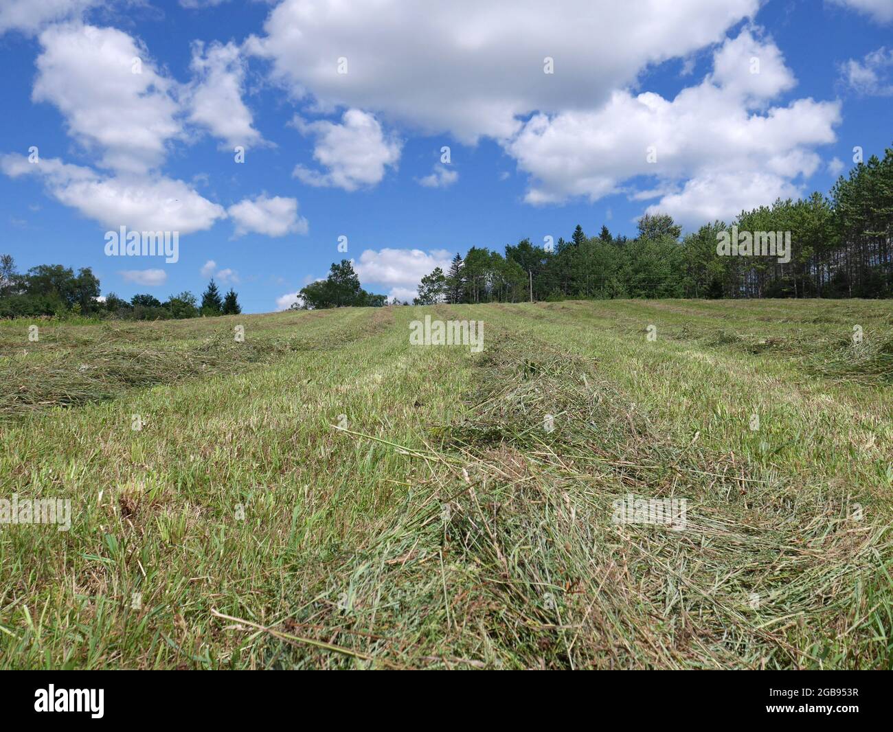 Frisch gemähetes Heu auf einem Feld, das vor dem Bailing austrocknet Stockfoto