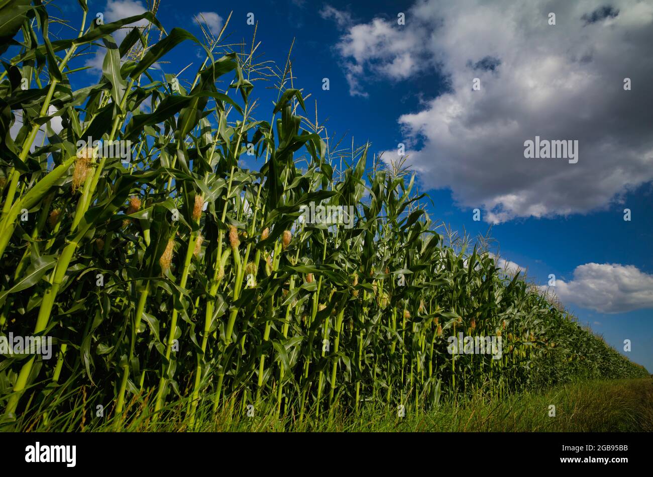 Jungmais, Maisfeld, Fellbach bei Stuttgart, Baden-Württemberg, Deutschland Stockfoto