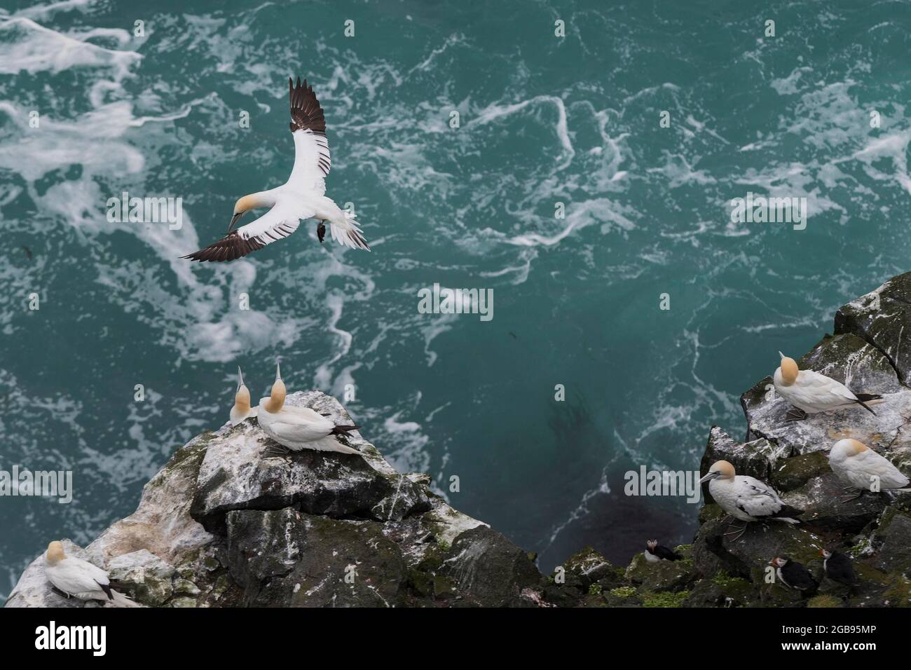 Felsennadel Stori Karl, Gannetkolonie, nördliche Gannette (Morus bassanus), Skouvikurbjarg, Langanes-Halbinsel, Norourland-Eystra, Island Stockfoto