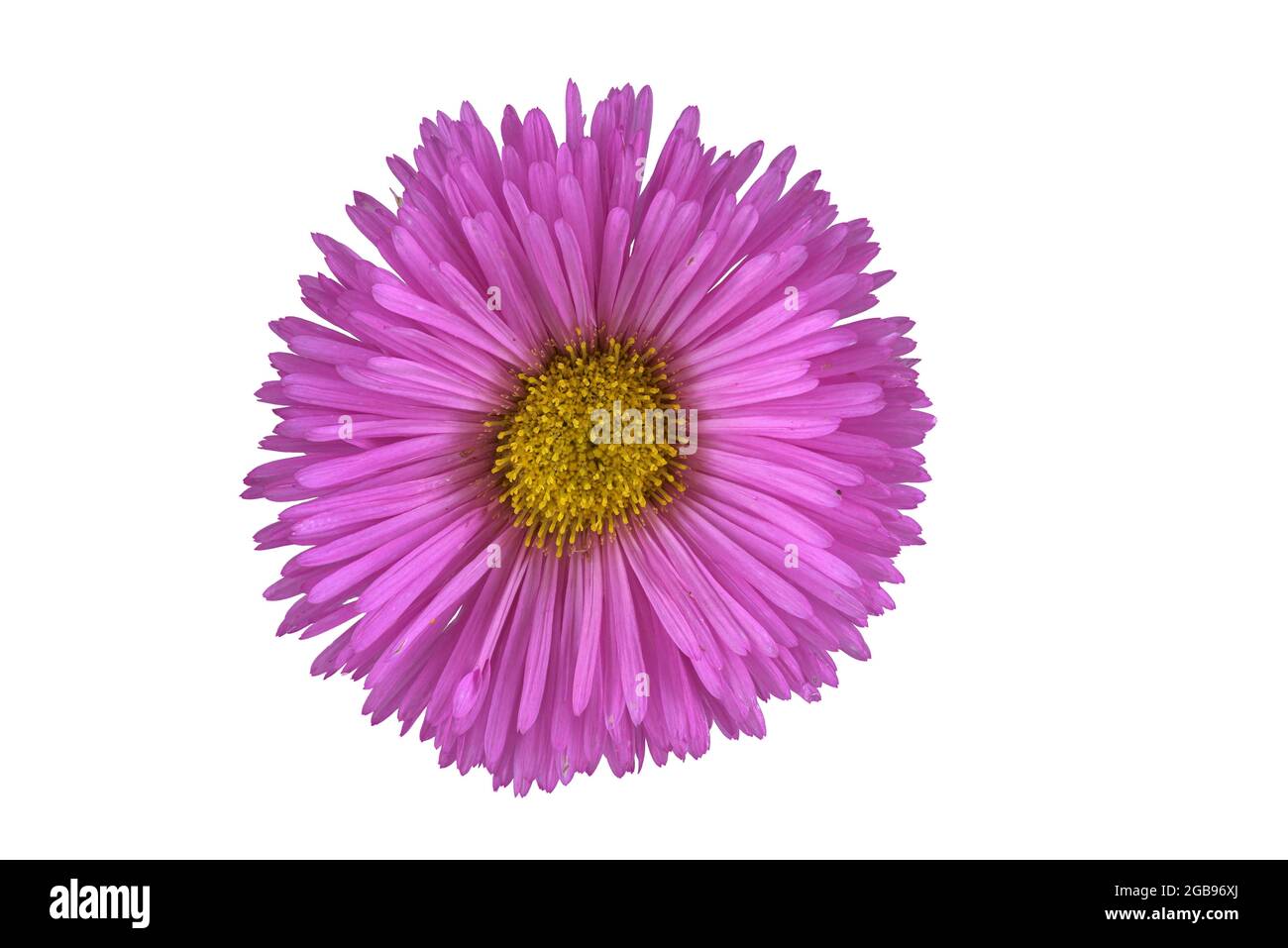 Aster (Erigeron speciosus Hybrid), Blume, Deutschland Stockfoto