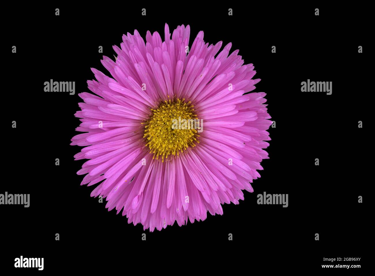 Aster (Erigeron speciosus Hybrid), Blume, Deutschland Stockfoto