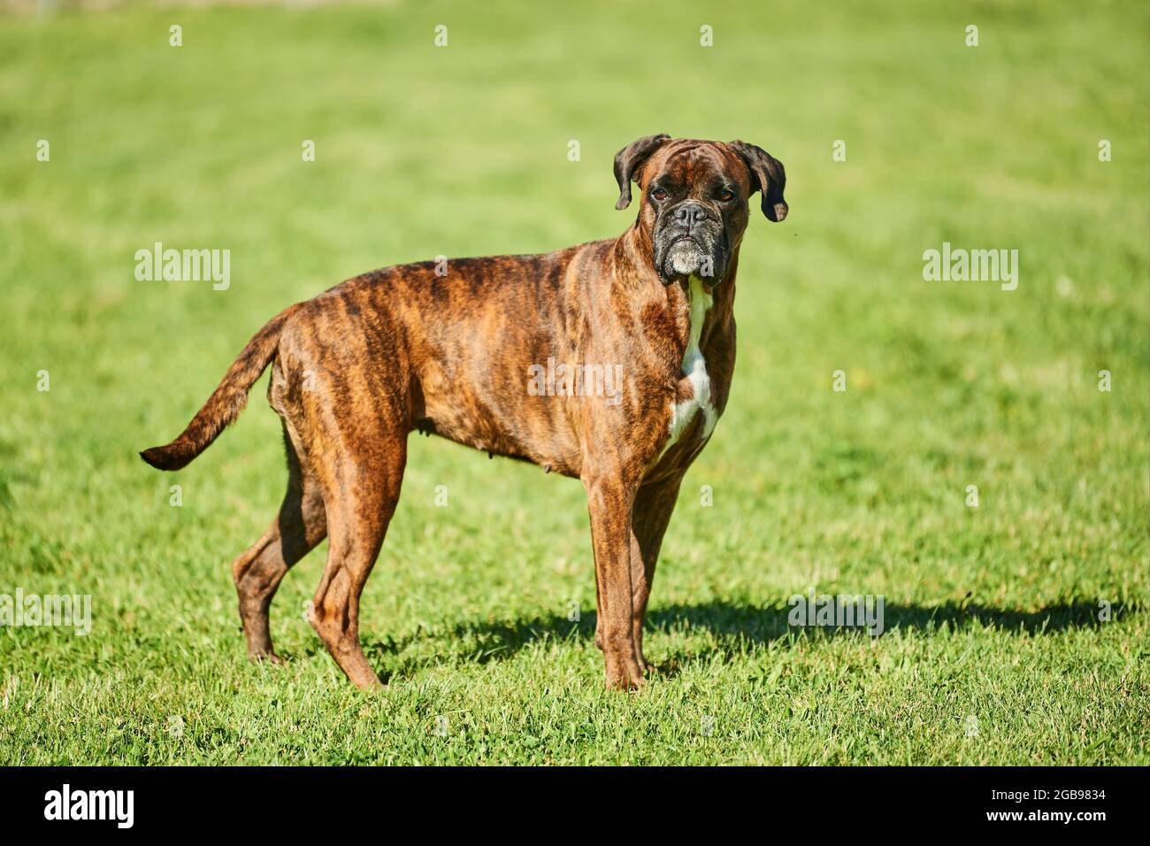 Boxerhund auf einer Wiese, Bayern, Deutschland Stockfoto