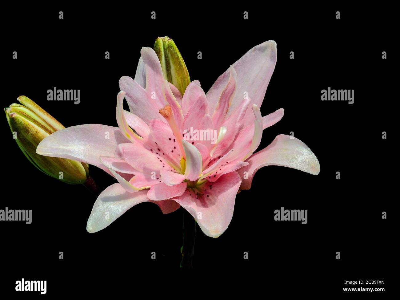 Sanfte und elegante hellrosa Lilienblüte aus nächster Nähe, auf schwarzem Hintergrund isoliert. Einzelne schöne orientalische lilium-Blütensorte Elodie mit Knospen. Stockfoto