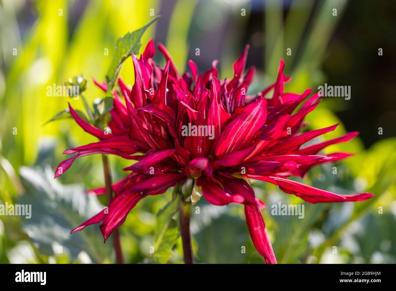 „Taum Sauk“ Semi-Kaktus-Dahlie, Semi-Kaktus-Dahlie (Dahlie x Hortensis) Stockfoto
