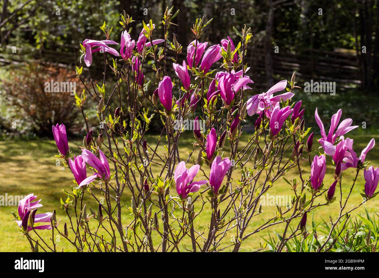 „Susan“ Lily Magnolia, Liljemagnolia (Magnolia liliiflora) Stockfoto