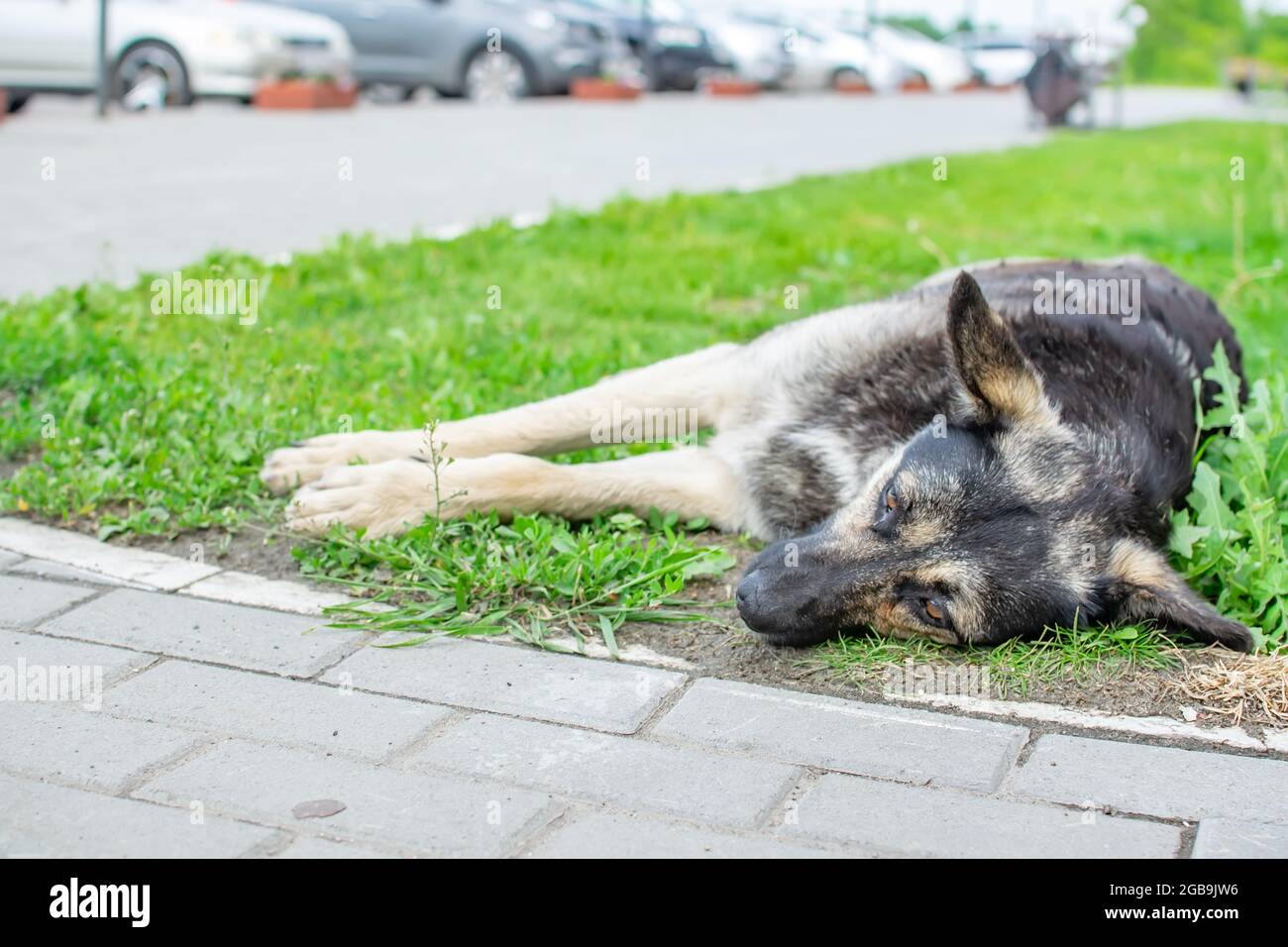 Die traurigen, nachdenklichen Augen eines alten, erwachsenen streunenden Hundes, der auf dem Straßenrasen, auf dem Gras in der Nähe des Fußgängerwegs und des Parkplatzes liegt Stockfoto