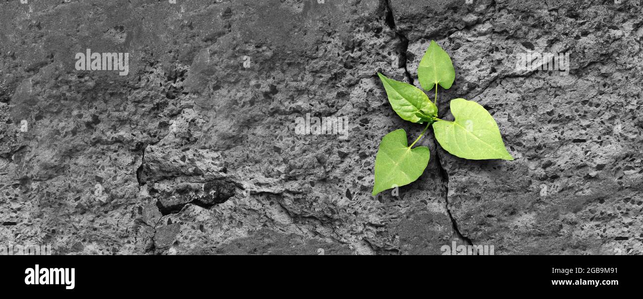 Ökologie-Konzept und neues Lebenssymbol als Sämling junge Pflanze Überwindung einer schwierigen Umgebung wächst durch einen Riss in Zement als Persistenz. Stockfoto
