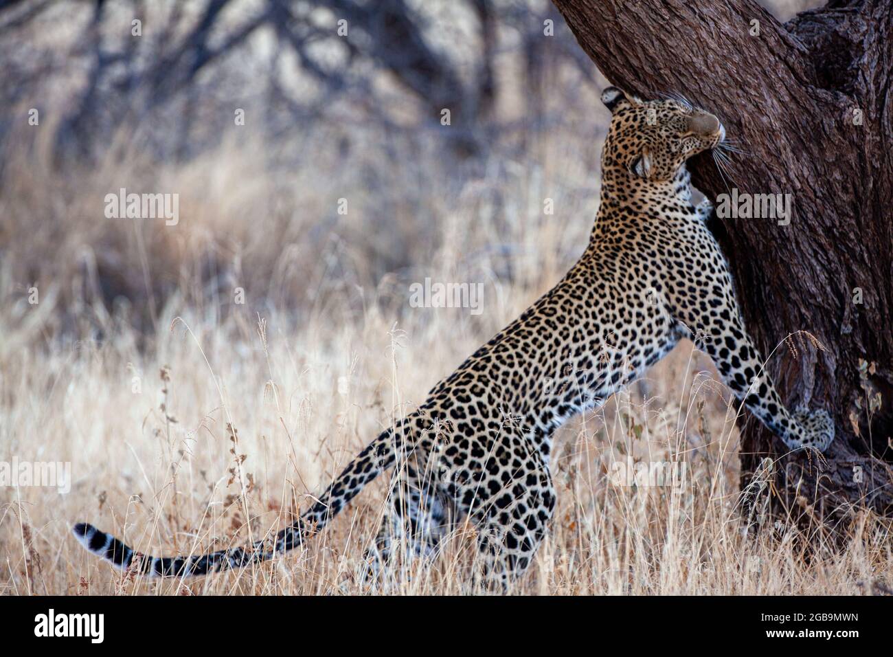Leopard (Panthera pardus) in freier Wildbahn. Fotografiert im Serengeti National Park, Tansania Stockfoto