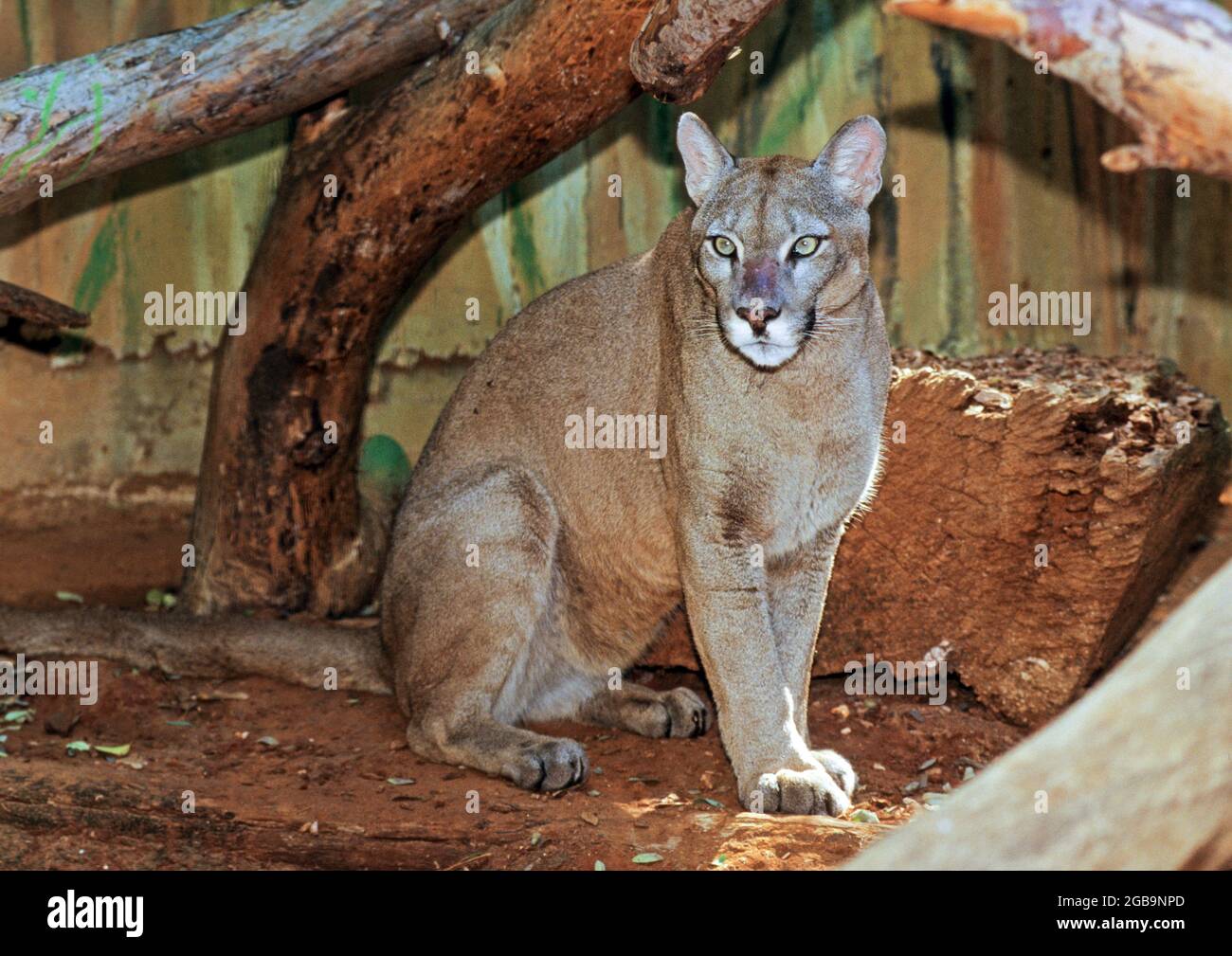 Der Puma (Puma concolor) ist eine große Katze der Unterfamilie Felinae. Das in Amerika beheimatet ist, reicht vom kanadischen Yukon bis zum südlichen an Stockfoto