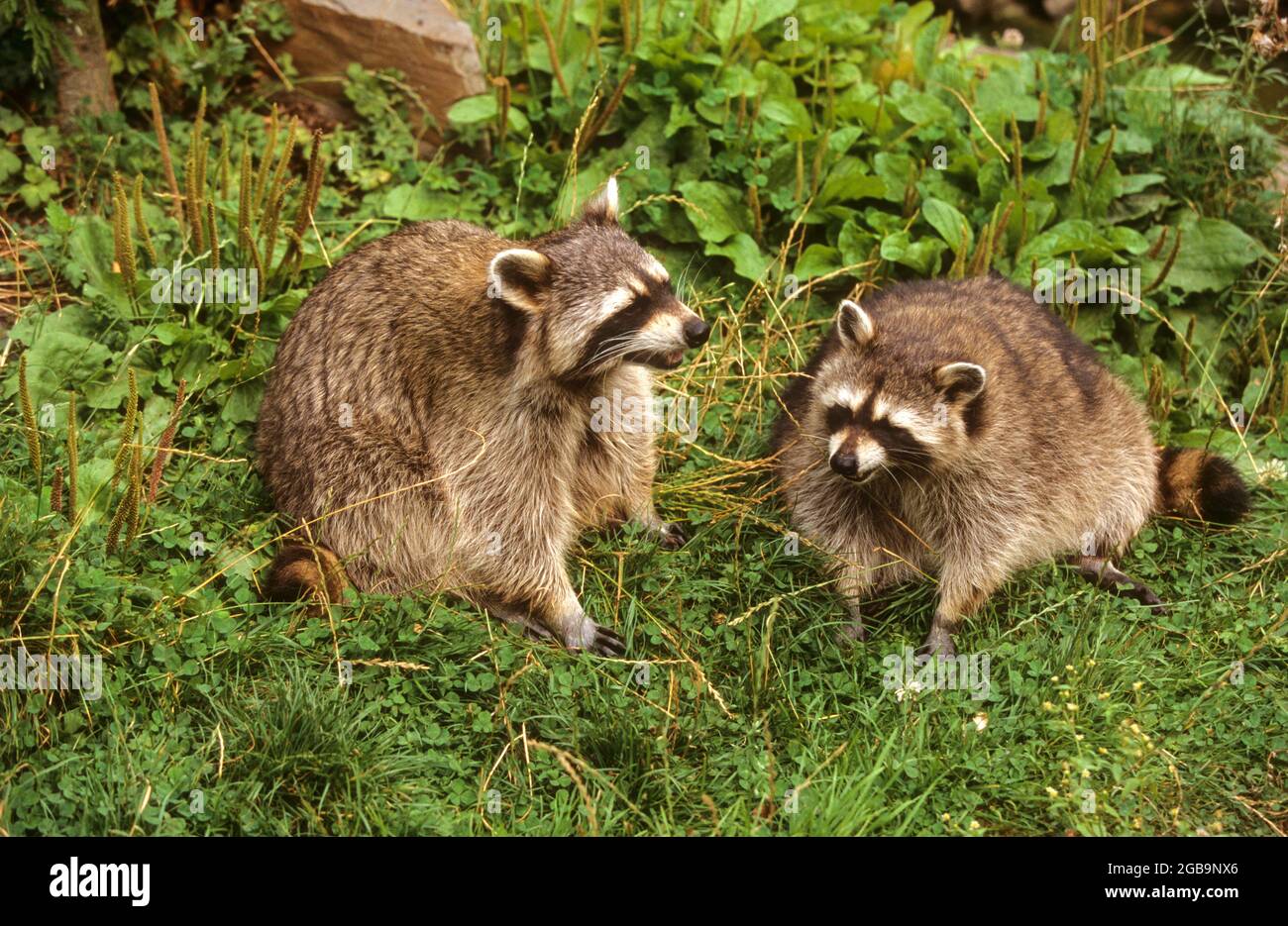Waschbär (Procyon lotor) auf Nahrungssuche. Waschbären sind in Nordamerika beheimatet, wurden aber in mehreren europäischen und asiatischen Ländern eingeführt. Stockfoto Waschbär (Procyon lotor) auf Nahrungssuche. Waschbären sind in Nordamerika beheimatet, wurden aber in mehreren europäischen und asiatischen Ländern eingeführt. Stockfoto