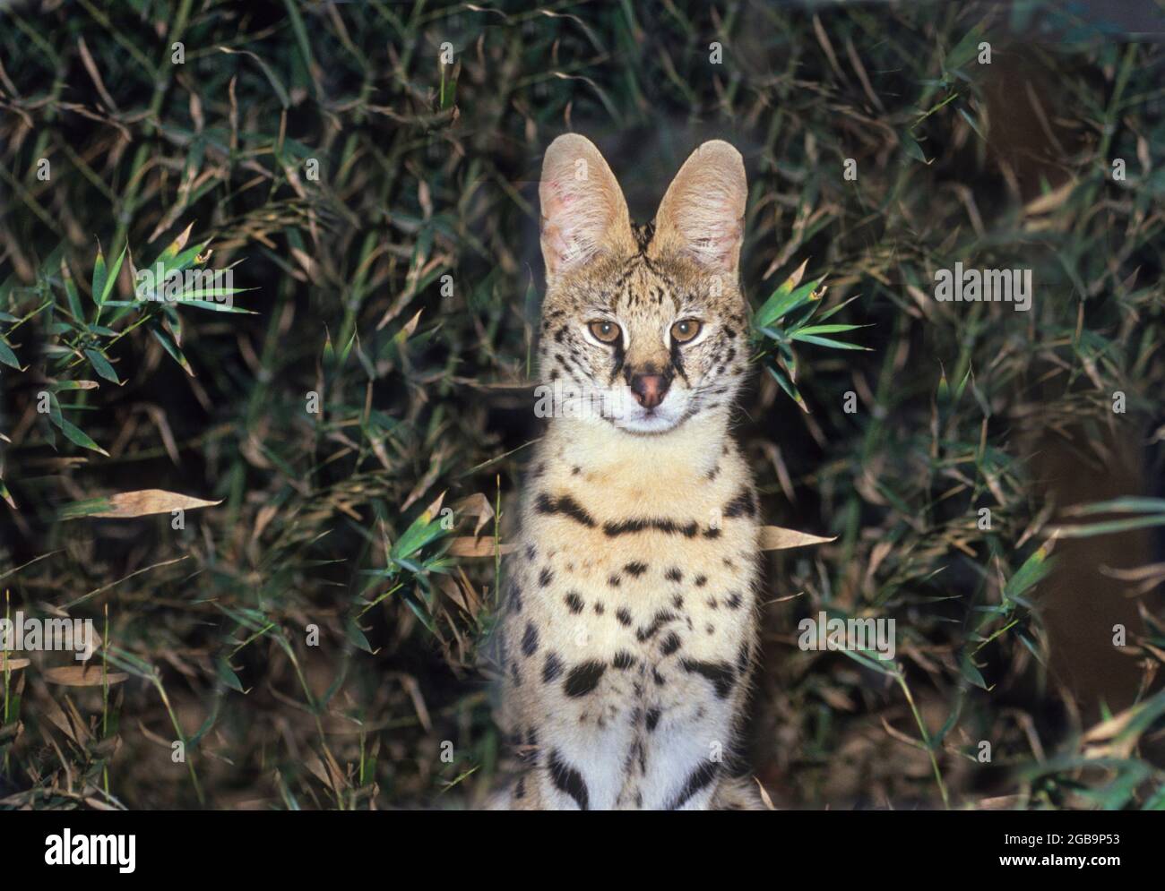 Porträt eines Servals (Felis serval) der Serval ist eine mittelgroße fleischfressende Wildkatze. Es hat lange Beine, steht bei 60 Zentimeter zur Schulter und re Stockfoto