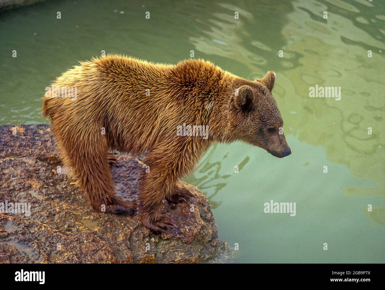 Der syrische Braunbär (Ursus arctos syriacus oder Ursus arctos arctos) ist eine relativ kleine Unterart des Braunbären, die im Nahen Osten und im Mittleren Osten beheimatet ist Stockfoto