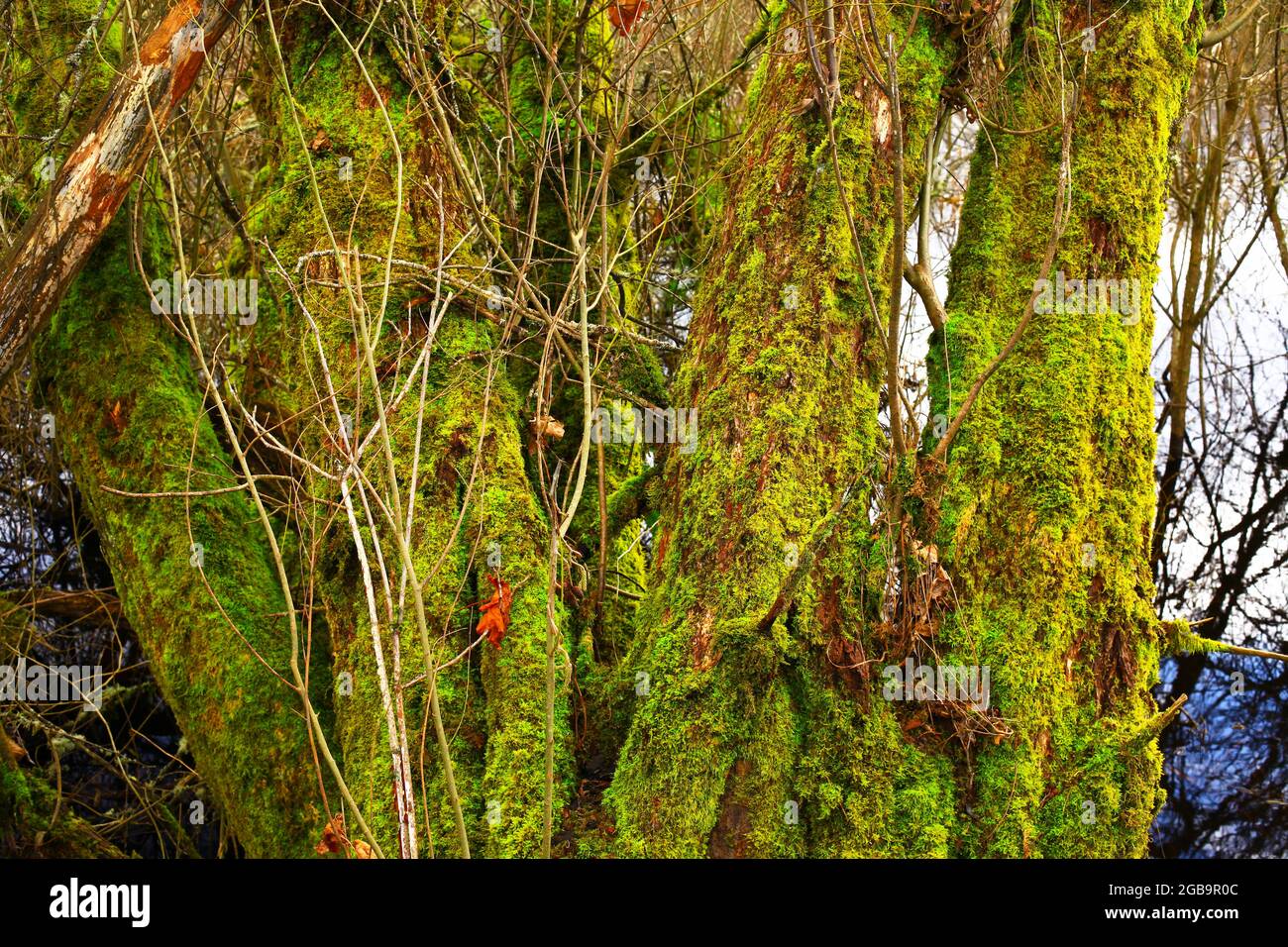 Ein Außenbild von Feuchtgebieten im pazifischen Nordwesten und roten Weidenbäumen Stockfoto