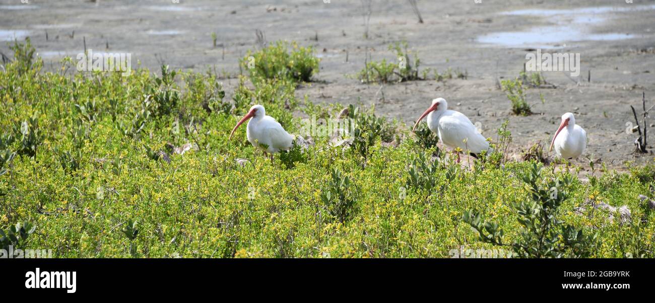 Drei weiße Ibis, die im Birding and Nature Center auf South Padre Island nach Essen im Gras- und Wattmeer suchen. Stockfoto