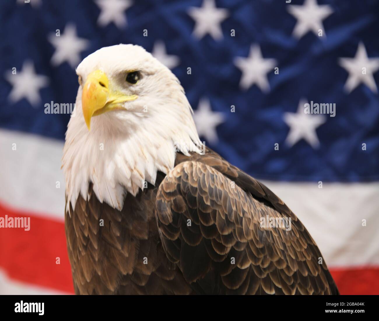 Kopf und Schultern eines Weißkopfadlers, der vor der amerikanischen Flagge steht. Stockfoto